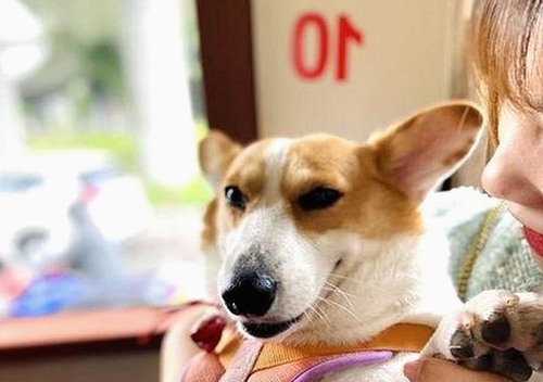 岳跃利背后的娱乐圈：从吃瓜小将到内幕揭秘